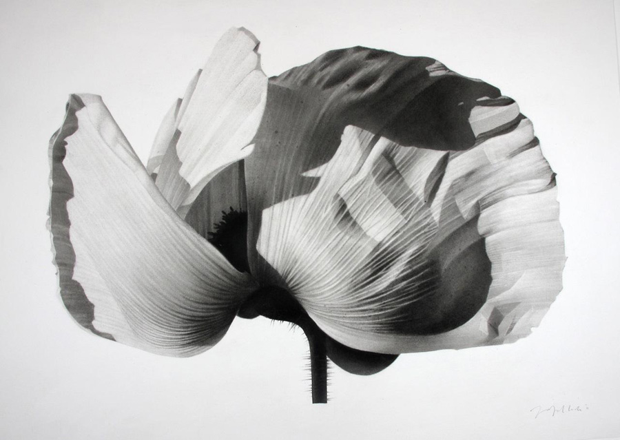 Jonathan Delafield Cook, Poppy I 2012. Charcoal on Paper. 62 x 72 cm. 24.4 x 28.3 inches. Courtesy of Purdy Hicks Gallery and PULSE Contemporary Art Fairs